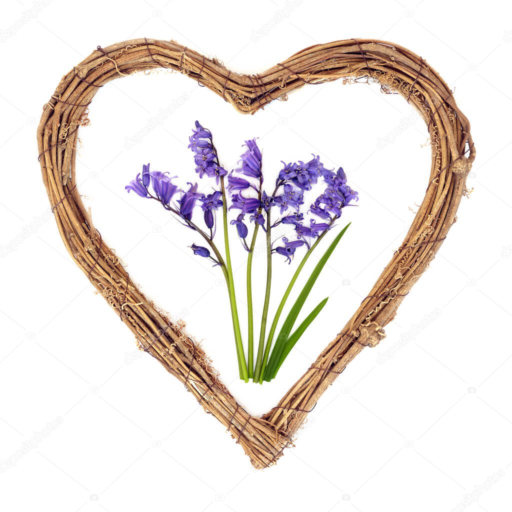 Bluebell flower arrangement with heart wreath on white. Floral nature symbol for Spring Beltane pagan and gaelic festivals. Sign of love, renewal and beginnings.