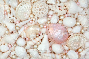 Beyaz ve pembe deniz kabukları ve istiridye incileri. Büyük bir plaj kabuğu koleksiyonu. Yaz temalı tebrik kartı için doğa deniz yaşamı kompozisyonu.