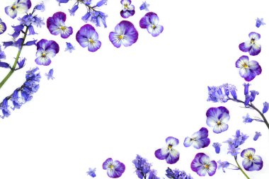 BlueBell nonoş çiçeği. Bahar dönemi arkaplan çerçevesi beyazın üzerinde. Beltane Festivali için bahar doğası tasarımı Anneler Günü, doğum günü, yıldönümü tebrik kartı.