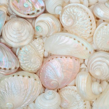 İnci deniz kulağı, turbo salyangoz ve troca deniz kabuğu arka planı. Kutlama kartı için deniz yaşamının dekoratif kabuk koleksiyonu doğa tasarımı.