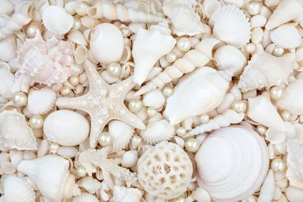 Beyaz deniz kabukları ve istiridye incileri. Büyük bir plaj kabuğu koleksiyonu var. Yaz temalı tebrik kartı için doğa deniz yaşamı dekoratif kompozisyonu.