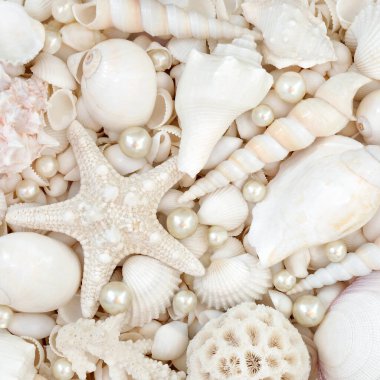 İstiridye incileri ve deniz kabukları geniş bir plaj kabuğu koleksiyonu ile soyut bir arka plan. Yaz temalı tebrik kartı için doğa deniz yaşamı kompozisyonu.
