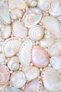 İnci kabuklar ve incilerin anası. Abalone troca ve turbo salyangoz kabukları. Tebrik kartı için dekoratif deniz yaşamı tasarımı.