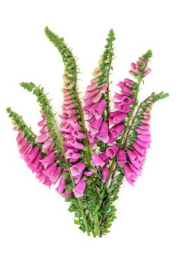 Beyaz arka planda yüksükotu çiçeği buketi. Yaz aranjmanı için mor zarif çan şeklinde çiçekler. Çiçeksel doğa mevsimsel kompozisyonu. Digitalis purpurea.