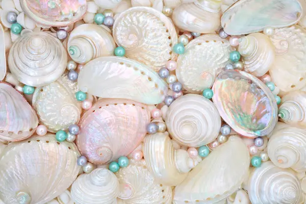 İstiridye incili deniz kabuğunun anası. Deniz kulağı, troca ve turbo salyangoz kabukları. Dekoratif deniz yaşamı türlerinin doğa tasarımını kaldırır.