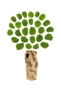 Hazel ağacı sürreal yeşil yaprak ve beyaz gövde sembolü. Çevre ekolojisi için Druid doğa soyut logosu Ağaçları veya tebrik kartını kaydet.