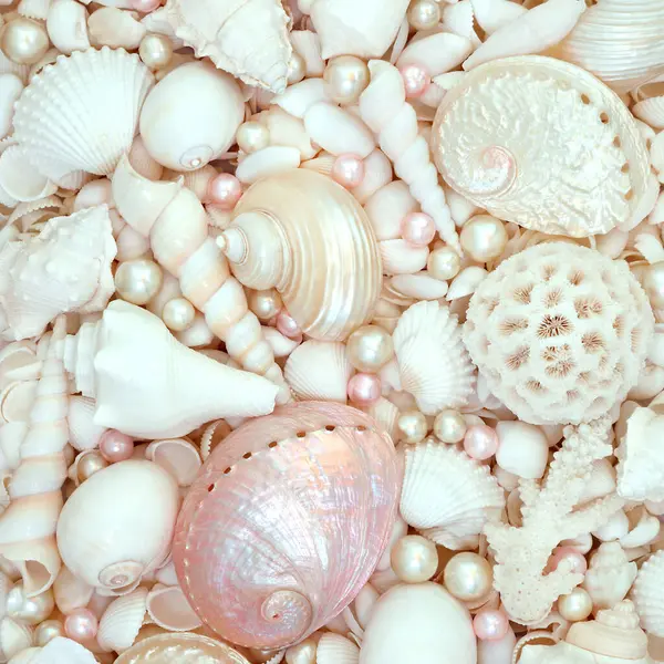 Beyaz ve pembe deniz kabukları ve istiridye arkaplanı. Yaz temalı tebrik kartı için doğanın güzel deniz yaşamı kompozisyonu.