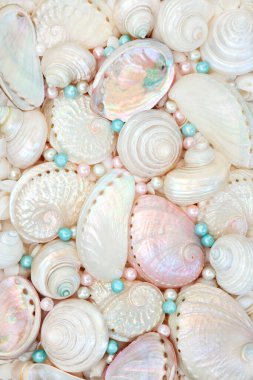 Deniz kabukları ve istiridye incileri. Deniz kulağı, troca ve turbo salyangozların anası. Tebrik kartı için dekoratif deniz yaşamı tasarımı. 