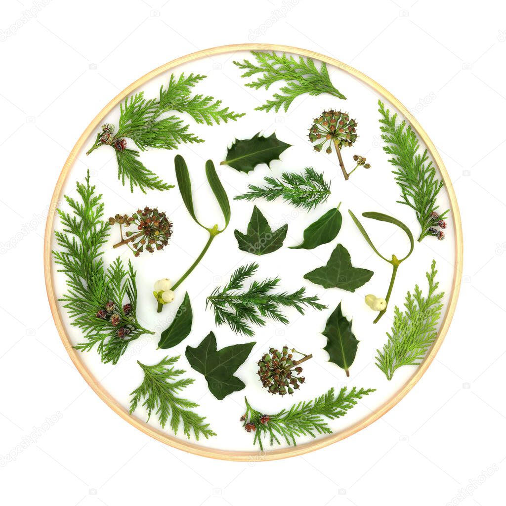 Christmas winter greenery abstract nature solstice design with mistletoe, ivy, cedar, juniper fir with wooden frame on white. Natural pagan wicca druid logo symbol.