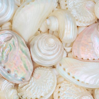 Deniz kabuğunun anası, deniz kulağı trokası ve turbo salyangoz kabukları ile soyut bir arka plan. Tebrik kartı, etiket veya hediye etiketi için dekoratif deniz hayatı tasarımı.