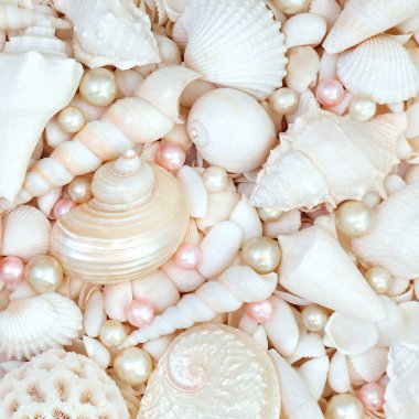 Deniz kabuğu ve beyaz deniz kabuklu istiridye arkaplanı. Yaz temalı tebrik kartı için doğa deniz yaşamı dekoratif kompozisyonu.