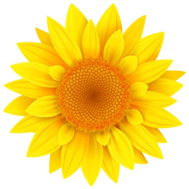Ayçiçeği yalıtılmış, sarı yaz çiçeği 3D vektör çizimi.