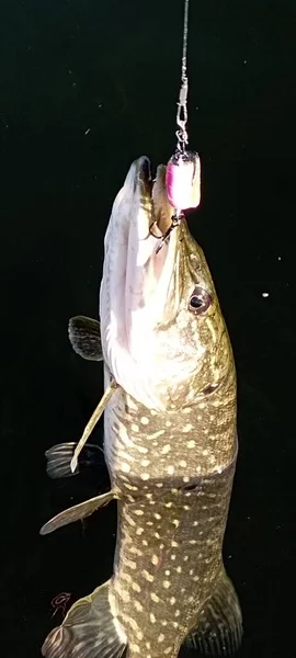 Щука Просто Ловила Рыбу Озере — стоковое фото