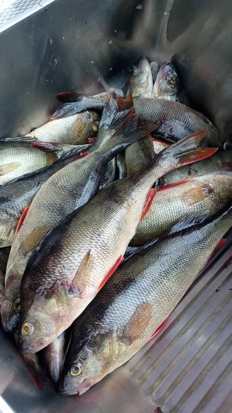 Bir Grup Taze Levrek Balığı Sadece Balık Tutuyor Telifsiz Stok Imajlar