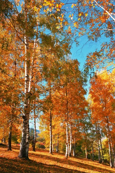 10月罗马尼亚森林中的秋天树 — 图库照片