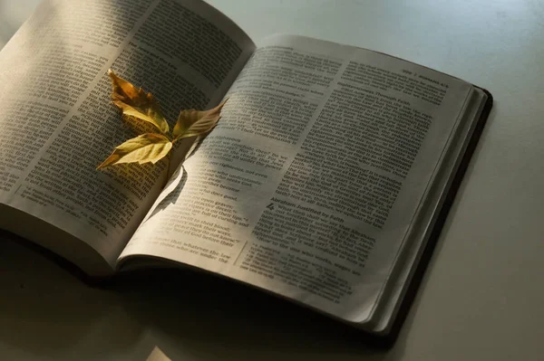 Astratto Autunno Foglia Secca Sulla Bibbia Aperta Raggi Del Sole — Foto Stock