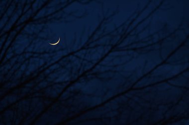 Last Quarter Moon glow in the night sky Through Tree Branch