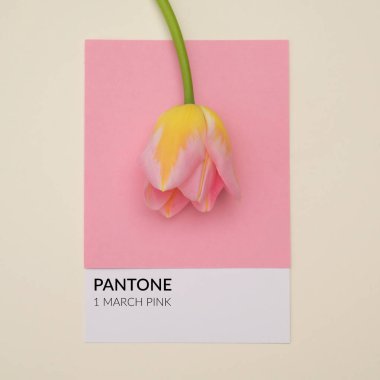 Abstract 1 March Pantone Pink Cardboard With Tulip. 