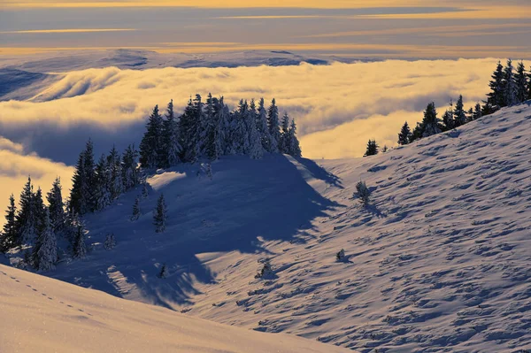 Деревья Зимнем Тумане Горах Чукас Румыния — стоковое фото