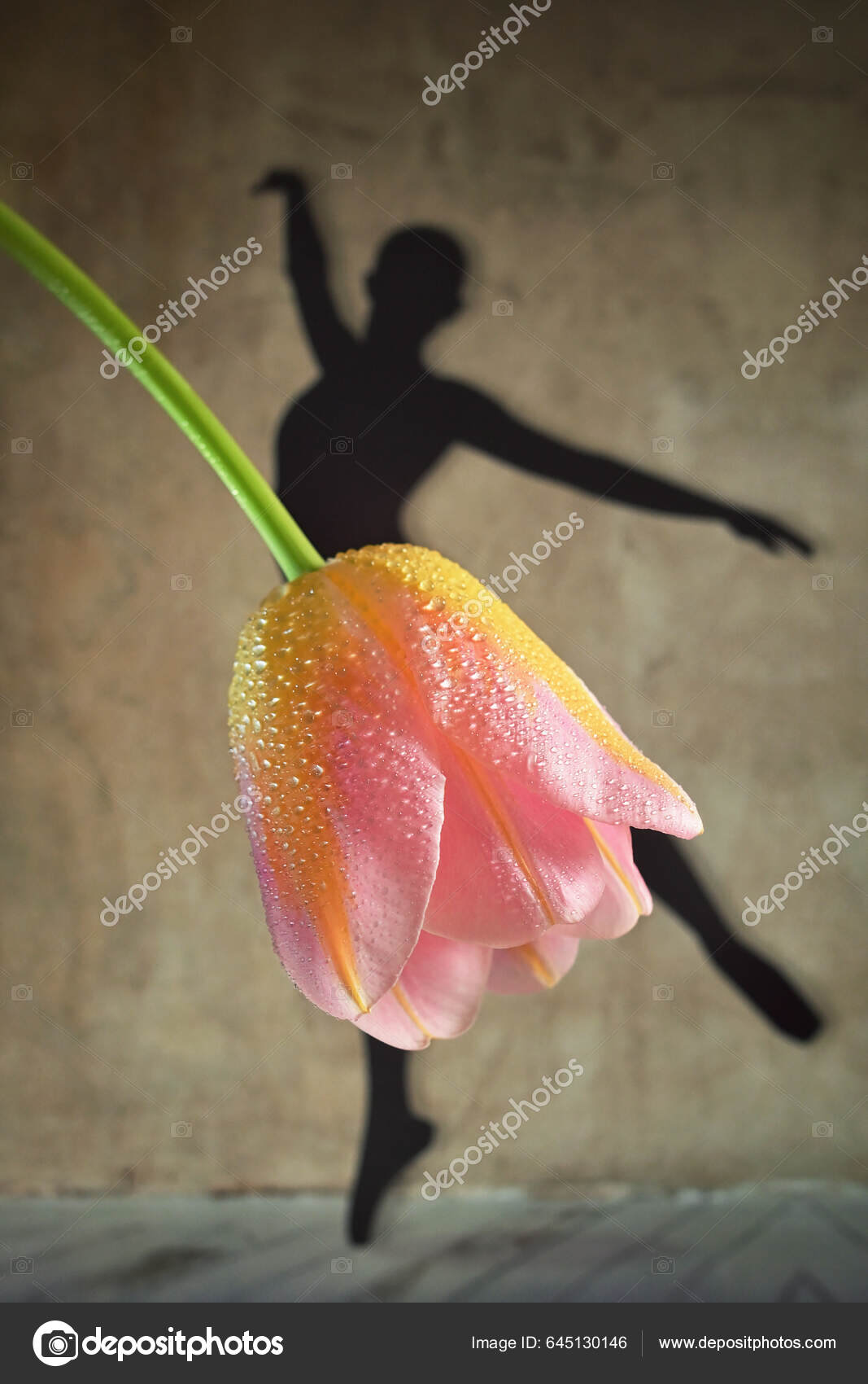 Abstract Shadow Ballerina Dancing Wearing Skirt Tulip Flower Stock Photo jordache 645130146