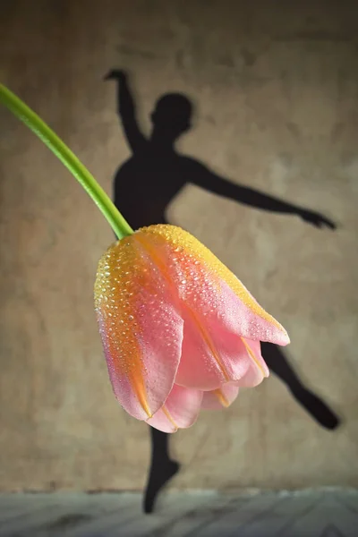 影射芭蕾从郁金香花中穿衣跳舞 — 图库照片