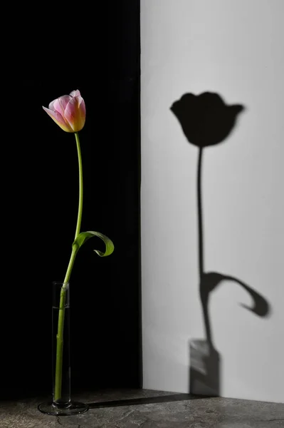 Astratto Tulipano Ombra Con Sfondo Nero Bianco — Foto Stock