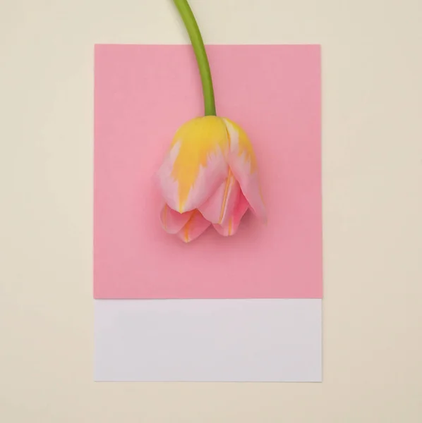 Kivonat Március Pantone Rózsaszín Karton Tulipánnal — Stock Fotó