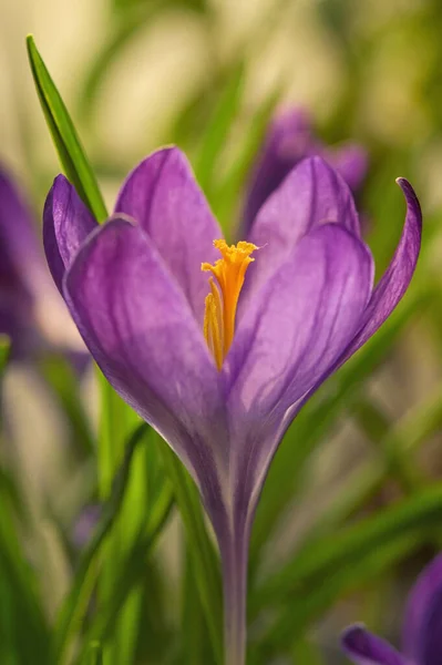 Closeup Purple Crocus Rostoucí Zahradě Při Západu Slunce — Stock fotografie