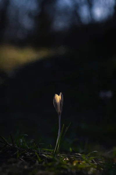 夕阳西下花园生长的白番红花 — 图库照片