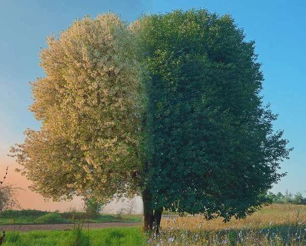 Árvore Solitária Galati Romênia Primavera Horário Verão — Fotografia de Stock