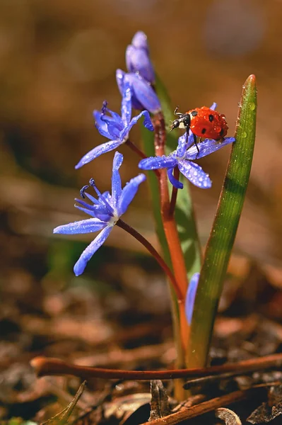 クローズアップLadybug Common Violetsヴィオラ オドラタIn春の雨 — ストック写真