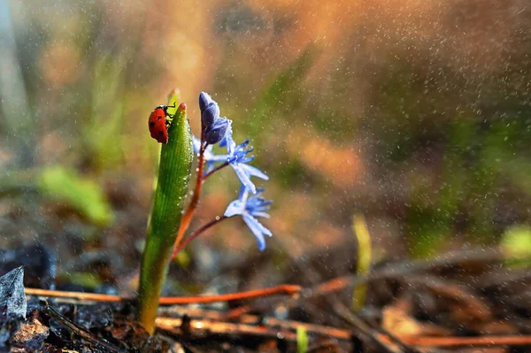 クローズアップLadybug Common Violetsヴィオラ オドラタIn春の雨 — ストック写真