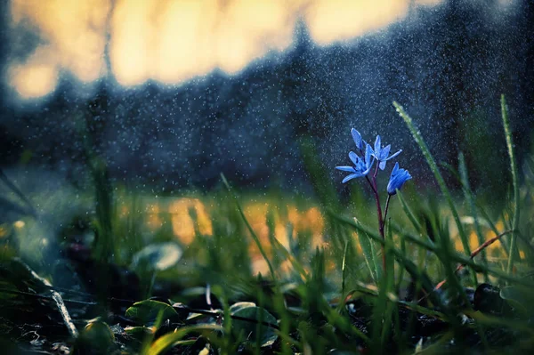 Zbliżenie Często Fiołki Viola Odorata Wiosennym Deszczu — Zdjęcie stockowe