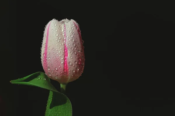 Єдиний Барвистий Тюльпан Краплями Чорному Тлі — стокове фото