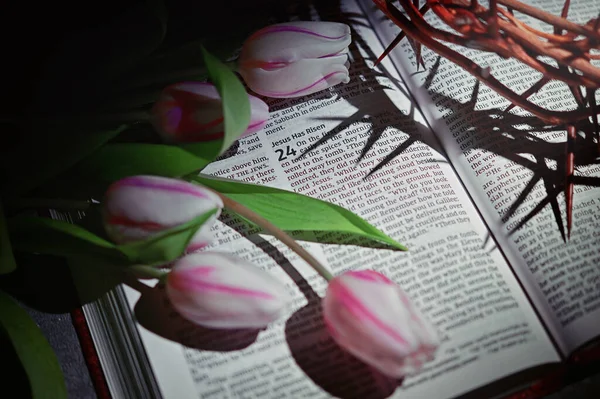 开卷圣经上的荆棘和郁金香冠 — 图库照片