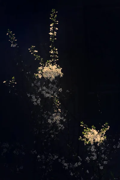 Třešňové Květy Krásný Jarní Strom Černým Podložím — Stock fotografie