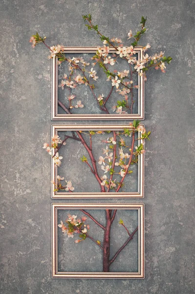 Abstrakt Cherry Blossoms Spring Brunch Tree Classic Frame — Stock fotografie