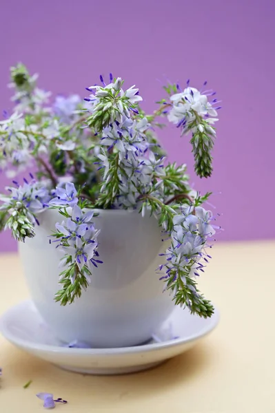 Closeup Prostrate Speedwells Veronica Fleurs Dans Petit Vase — Photo