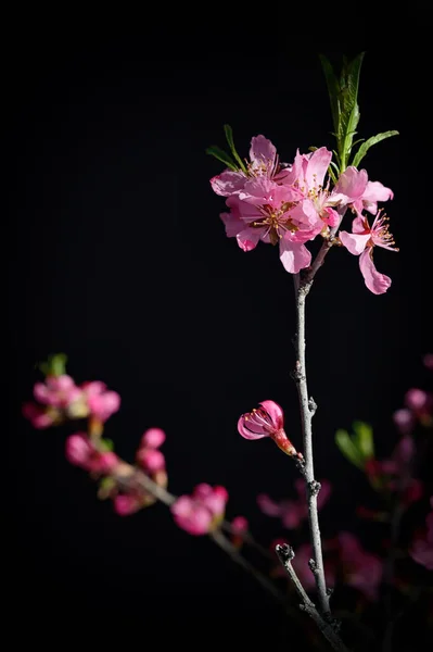 Closeup Pink Cherry Blossoms Black Bacground — Stock Photo, Image