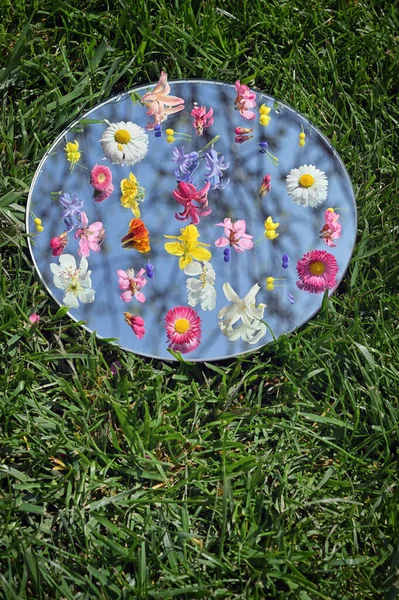 春季花在镜面上 反映在镜子中的草地背景与蓝天 — 图库照片