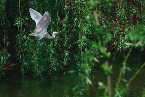 Seidenreiher Egretta Garzetta Fliegen Frühling Über Dem Fluss — Stockfoto