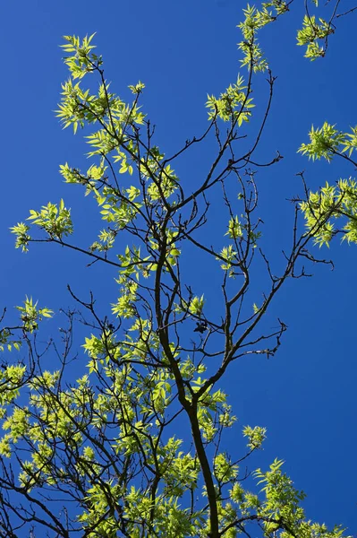 Low Angle Shot Tree Branches Green Leaves Blue Sky — Stock Photo, Image