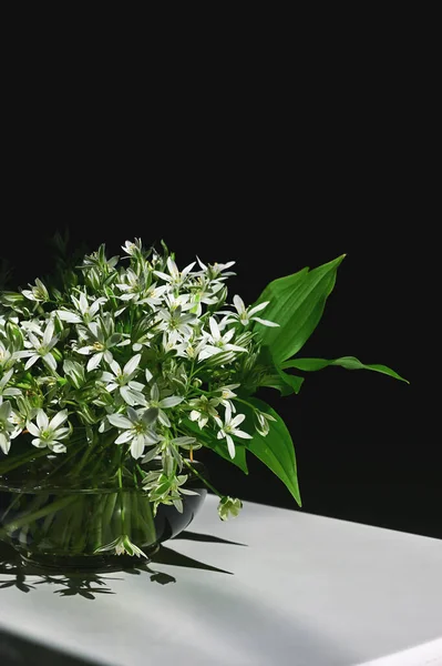 Białe Kwiaty Ornithogalum Umbellatum Lub Gwiazdy Betlejem Wazonie — Zdjęcie stockowe