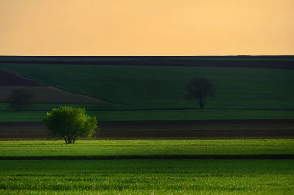 Pole Wiosenne Macin Rumunia Zachodzie Słońca — Zdjęcie stockowe