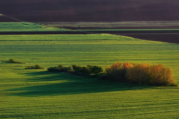 春の緑の野と影の美しい夕日 — ストック写真