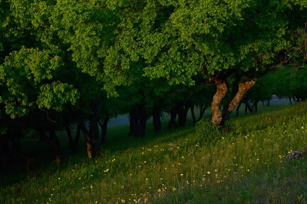 Весна Горах Мачин Румыния Закате — стоковое фото