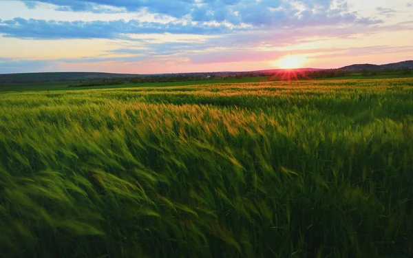 Vacker Solnedgång Över Gröna Rågfält Våren — Stockfoto