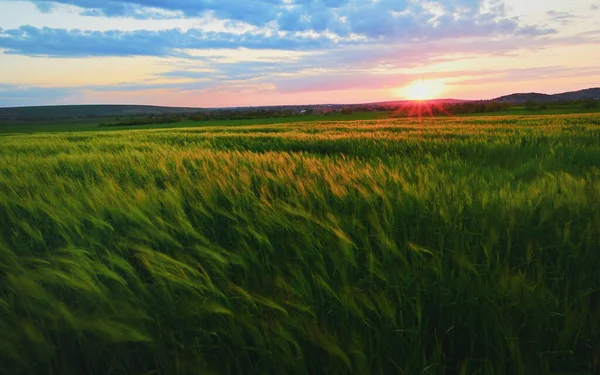 Hermosa Puesta Sol Sobre Campo Centeno Verde Primavera — Foto de Stock