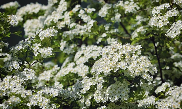 Hawthorn Crataegus Monogyna Primavera Inflorescências Brancas — Fotografia de Stock
