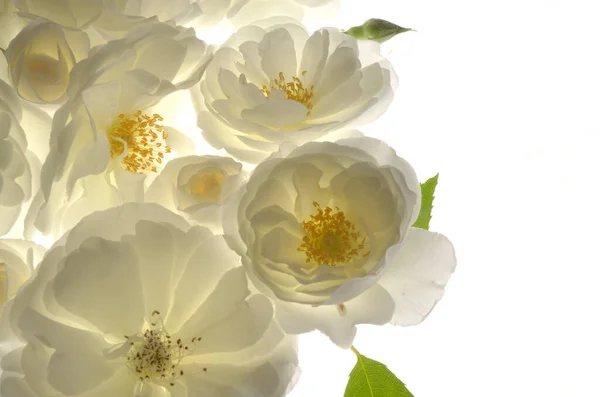 Fechar Rosas Brancas Selvagens Frescas Fundo Branco — Fotografia de Stock